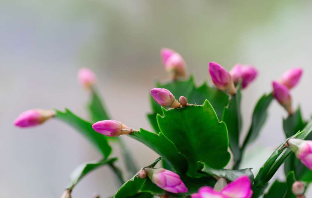 Piante grasse con fiori da esterno le varietà migliori da scegliere